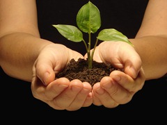 Hands holding seedling